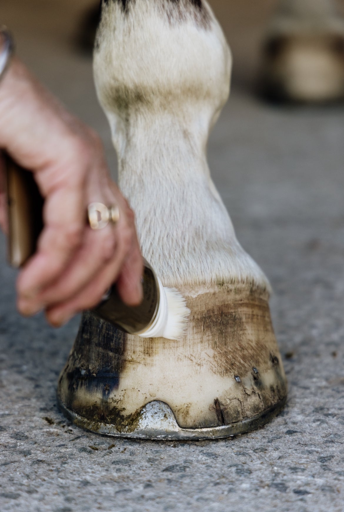 Aspin & Co Hoof Oil