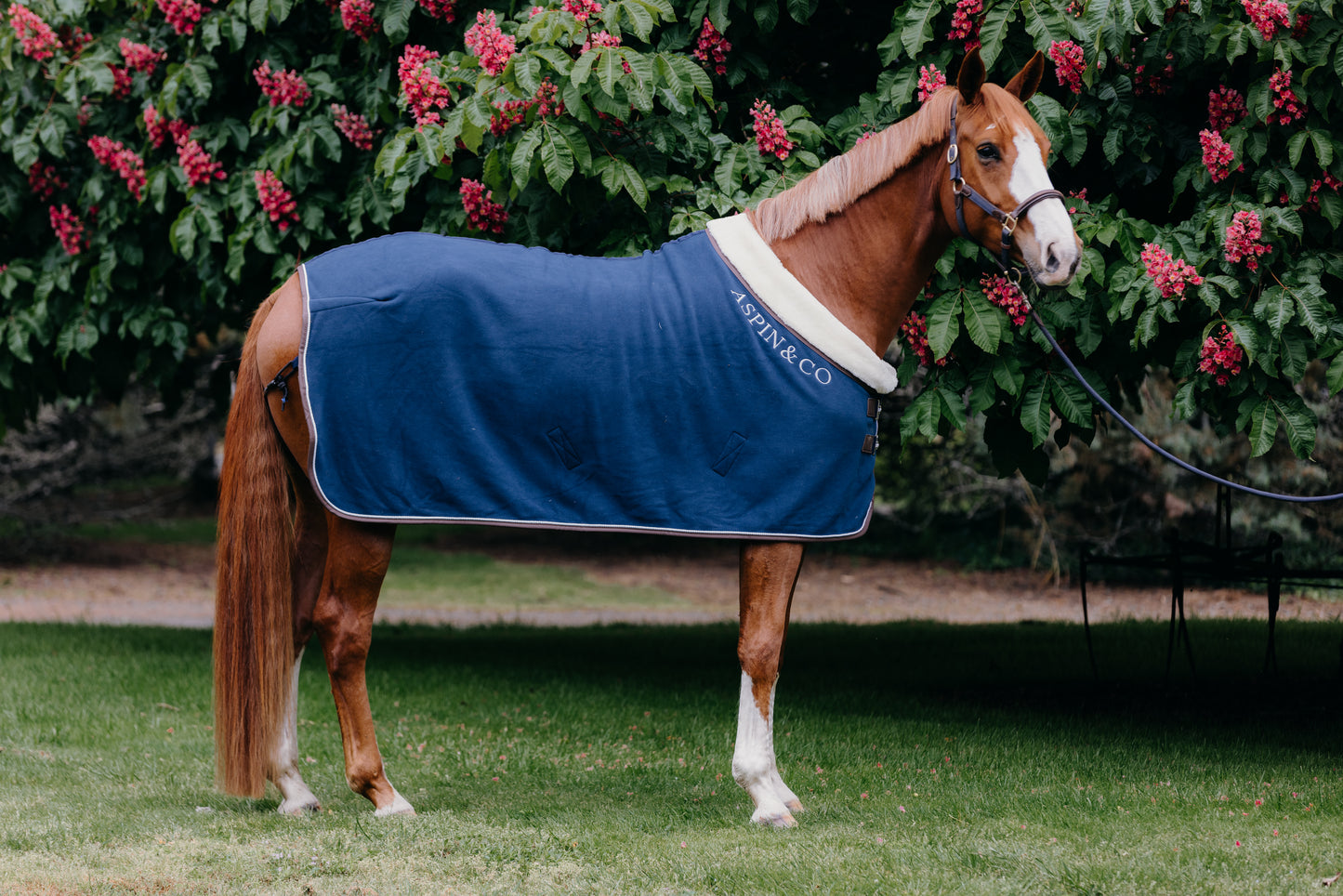 Luxury Show Rug