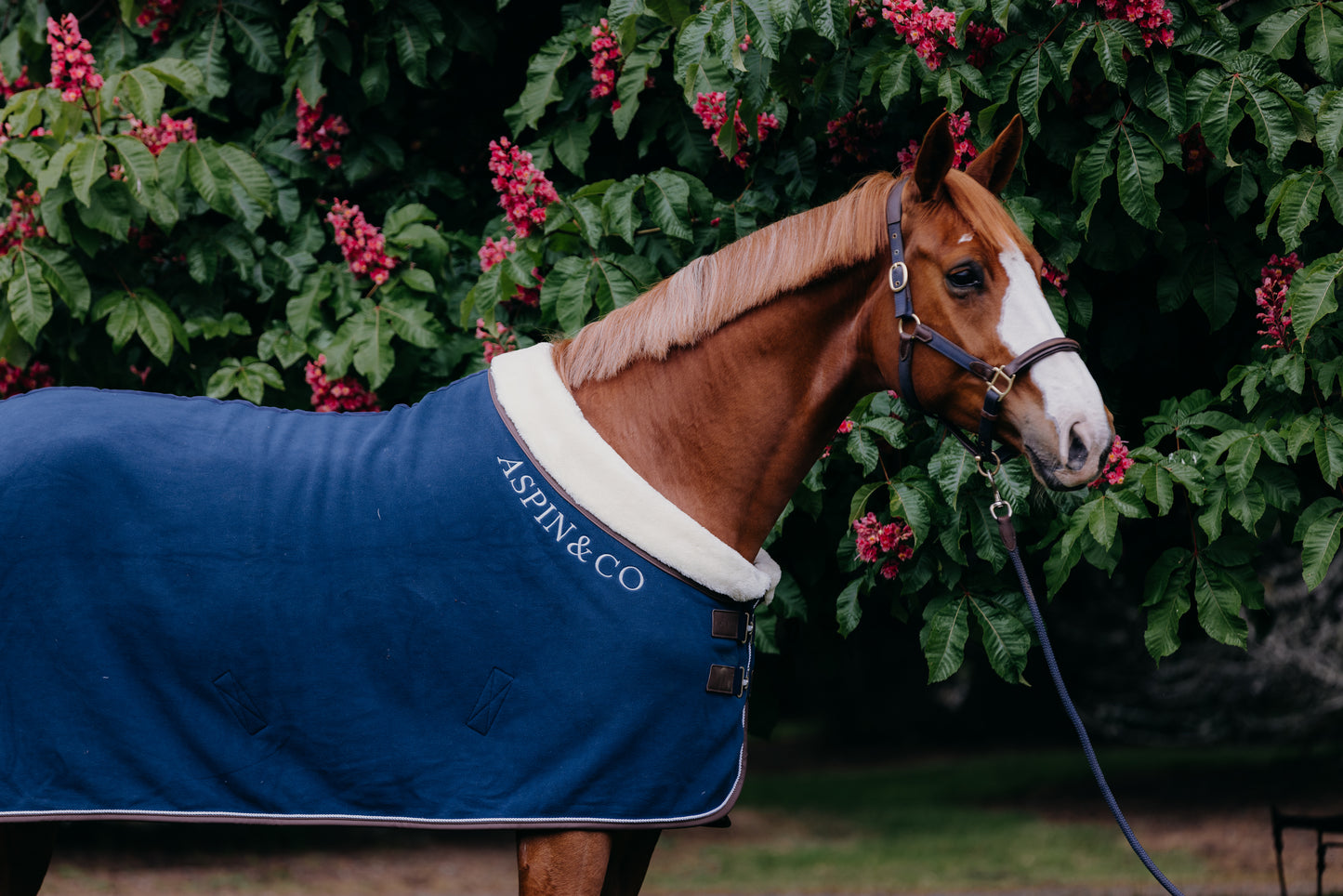 Luxury Show Rug