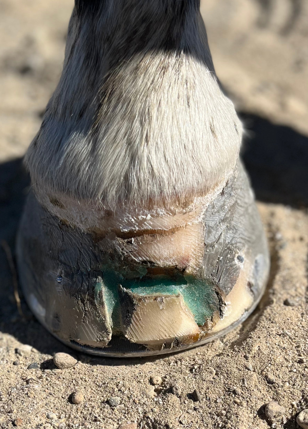 BLUESTONE BANG - Therapeutic Hoof Wax